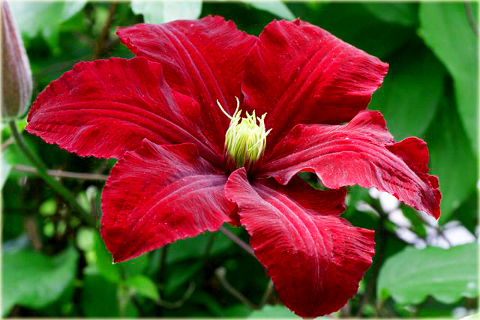 Powojnik Niobe Clematis Niobe