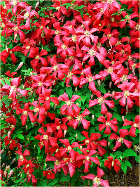 Powojnik Niobe Clematis Niobe