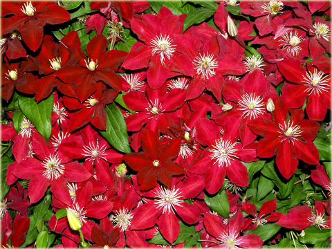 Powojnik Niobe Clematis Niobe