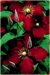 Powojnik Niobe Clematis Niobe