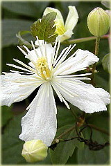 Powojnik Paul Farges Summer Snow Clematis Paul Farges Summer Snow