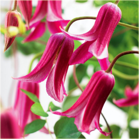 Powojnik Princess Diana Clematis Princess Diana