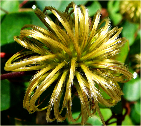 Powojnik Princess Diana Clematis Princess Diana