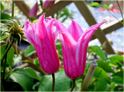 Powojnik Princess Diana Clematis Princess Diana