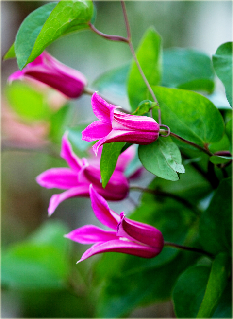 Powojnik Princess Diana Clematis Princess Diana