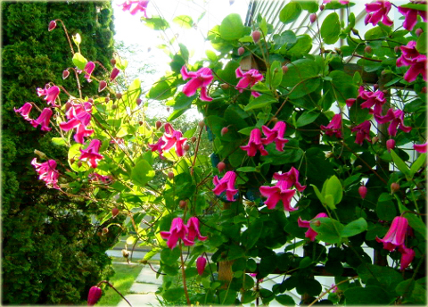 Powojnik Princess Diana Clematis Princess Diana