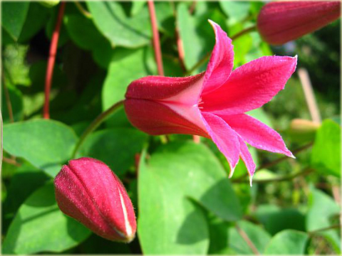 Powojnik Princess Diana Clematis Princess Diana