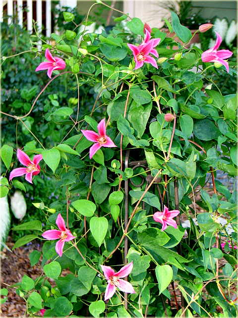 Powojnik Princess Diana Clematis Princess Diana