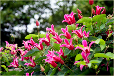 Powojnik Princess Diana Clematis Princess Diana