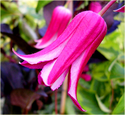 Powojnik Princess Diana Clematis Princess Diana