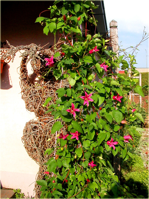 Powojnik Princess Diana Clematis Princess Diana