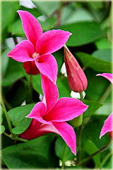 Powojnik Princess Diana Clematis Princess Diana