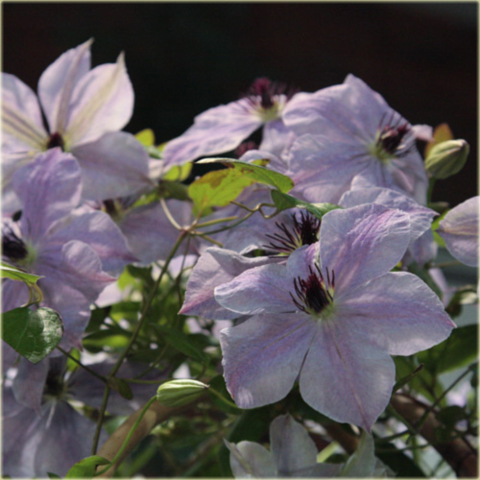 Powojnik Skyfall jasne fioletowoniebieskie Clematis Skyfall