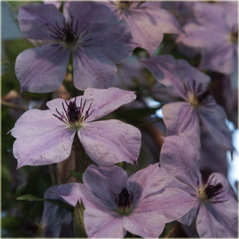 Powojnik Skyfall jasne fioletowoniebieskie Clematis Skyfall