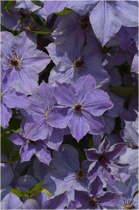 Powojnik Skyfall jasne fioletowoniebieskie Clematis Skyfall