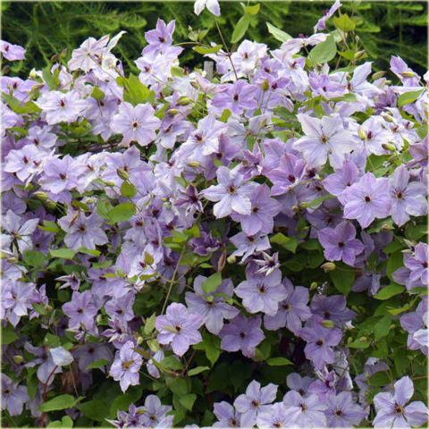 Powojnik Skyfall jasne fioletowoniebieskie Clematis Skyfall