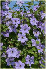 Powojnik Skyfall jasne fioletowoniebieskie Clematis Skyfall