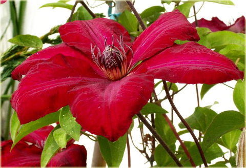 Powojnik Solidarność Clematis Solidarność