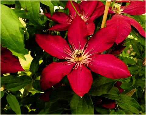 Powojnik Solidarność Clematis Solidarność