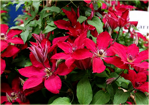 Powojnik Solidarność Clematis Solidarność