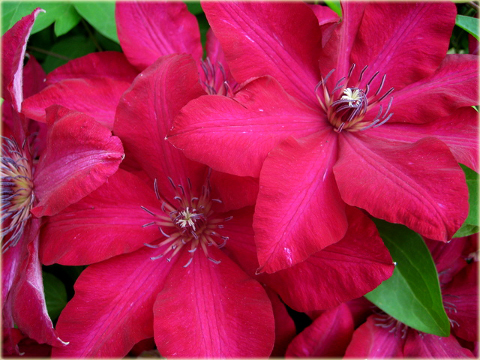 Powojnik Solidarność Clematis Solidarność