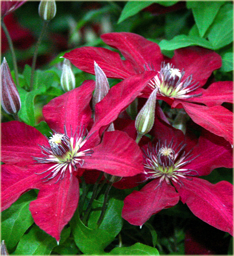 Powojnik Solidarność Clematis Solidarność