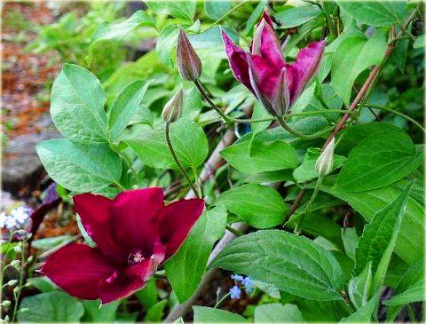 Powojnik Solidarność Clematis Solidarność