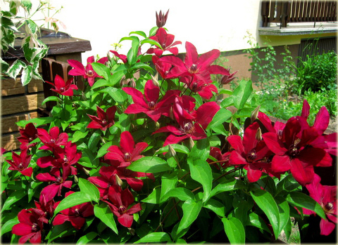 Powojnik Solidarność Clematis Solidarność