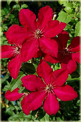 Powojnik Solidarność Clematis Solidarność