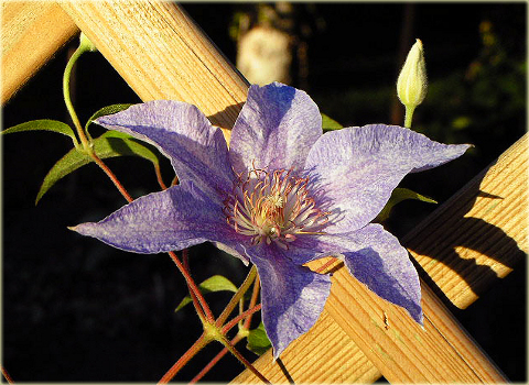 Powojnik Teksa Clematis Teksa