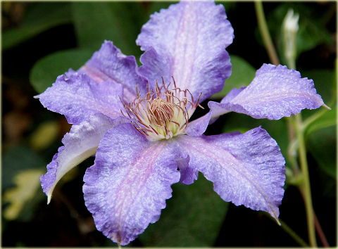 Powojnik Teksa Clematis Teksa