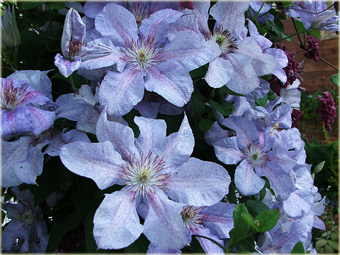 Powojnik Teksa Clematis Teksa