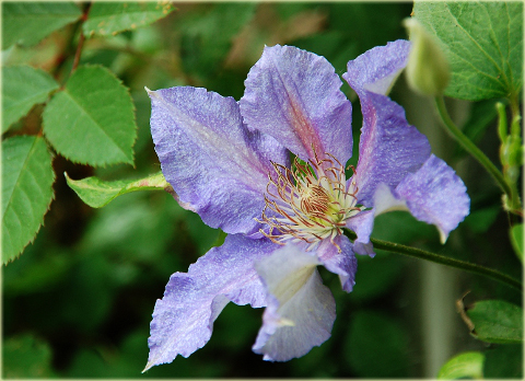 Powojnik Teksa Clematis Teksa