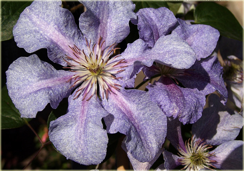 Powojnik Teksa Clematis Teksa