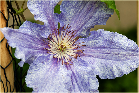 Powojnik Teksa Clematis Teksa