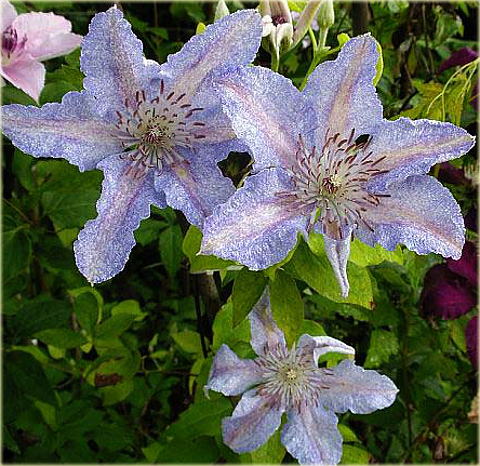 Powojnik Teksa Clematis Teksa