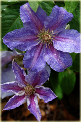 Powojnik Teksa Clematis Teksa