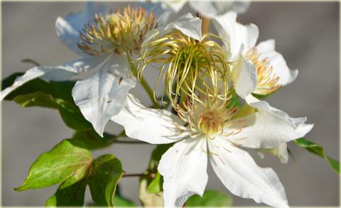 Powojnik Wanda Rutkiewicz Clematis Wanda Rutkiewicz