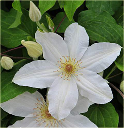 Powojnik Wanda Rutkiewicz Clematis Wanda Rutkiewicz