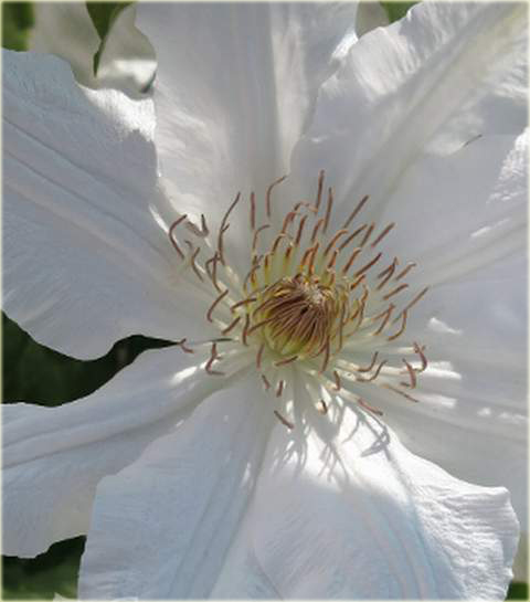 Powojnik Wanda Rutkiewicz Clematis Wanda Rutkiewicz