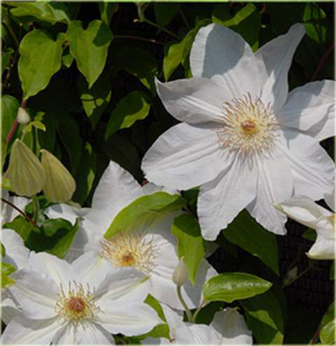 Powojnik Wanda Rutkiewicz Clematis Wanda Rutkiewicz