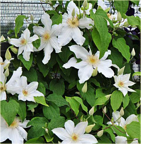 Powojnik Wanda Rutkiewicz Clematis Wanda Rutkiewicz