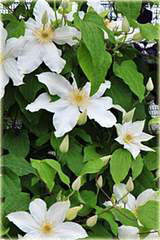 Powojnik Wanda Rutkiewicz Clematis Wanda Rutkiewicz