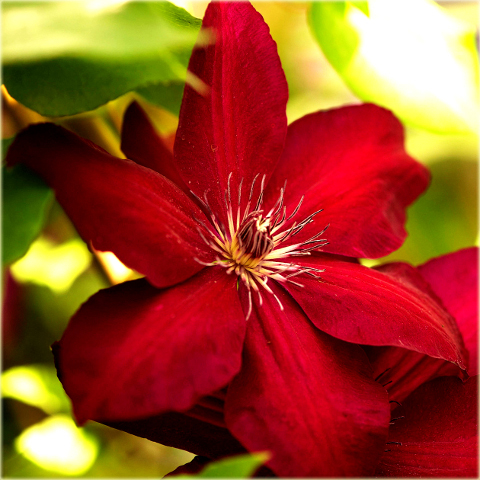 Powojnik Westerplatte Clematis Westerplatte