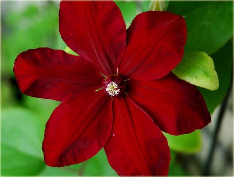 Powojnik Westerplatte Clematis Westerplatte