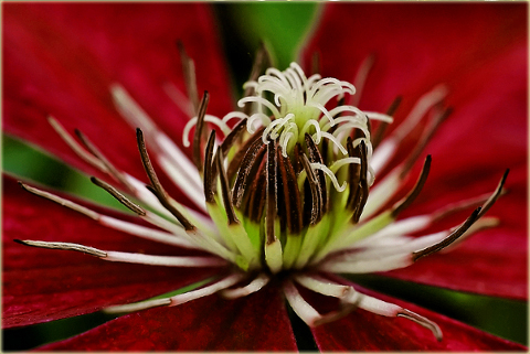 Powojnik Westerplatte Clematis Westerplatte