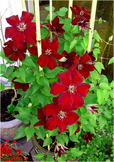 Powojnik Westerplatte Clematis Westerplatte