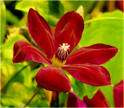 Powojnik Westerplatte Clematis Westerplatte