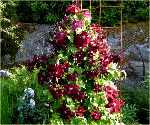 Powojnik Westerplatte Clematis Westerplatte