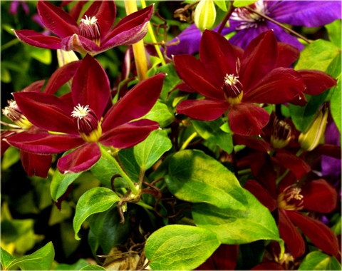 Powojnik Westerplatte Clematis Westerplatte